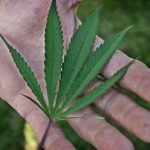 Marijuana use, legal and illegal, is increasing in Michigan